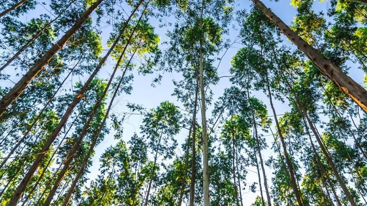 Our production story inspired by nature